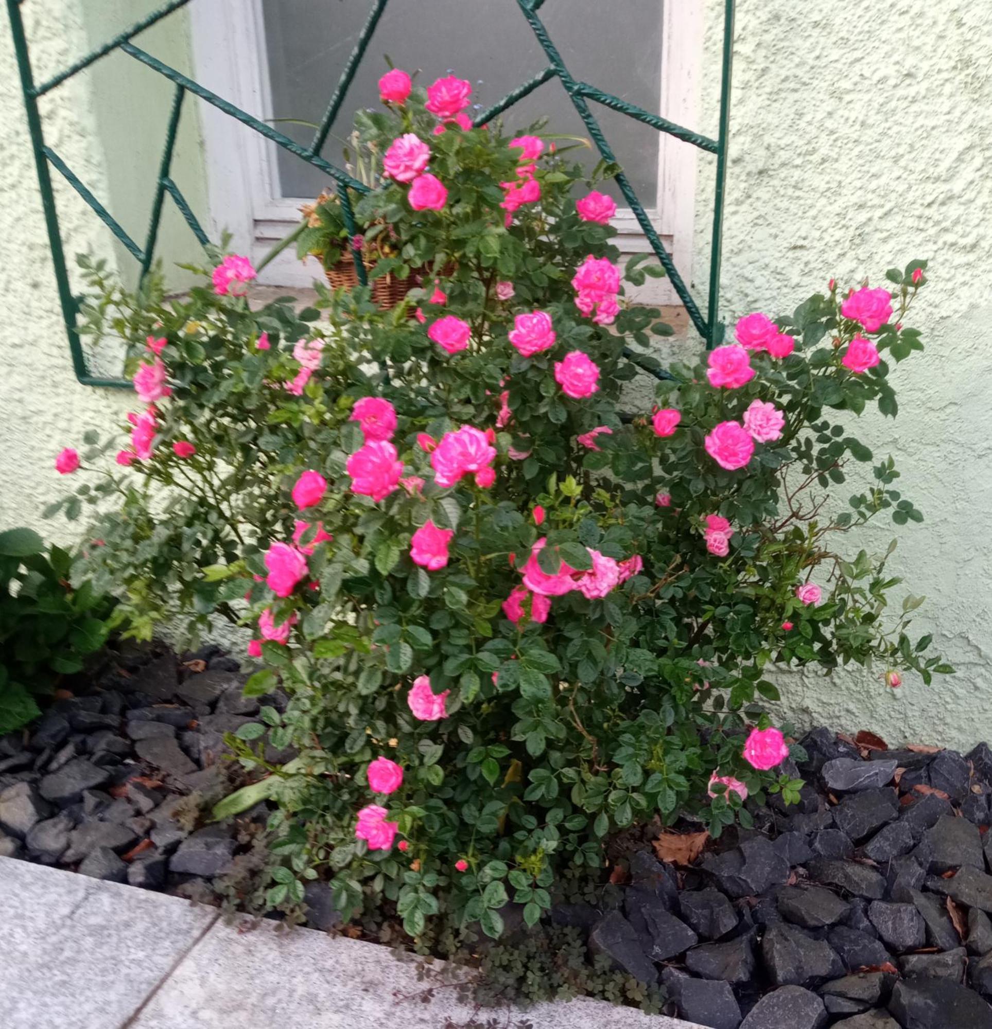 נויינשטאדט אם קוכר Ferienwohnung Am Kocher-Jagst Radweg מראה חיצוני תמונה